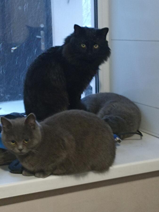 Котеи и зимние котобушки
