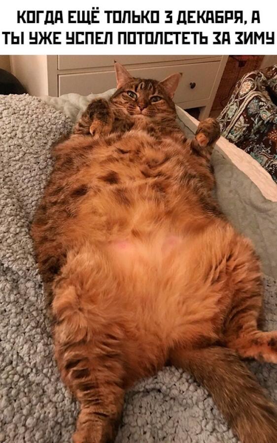 Котики !!!