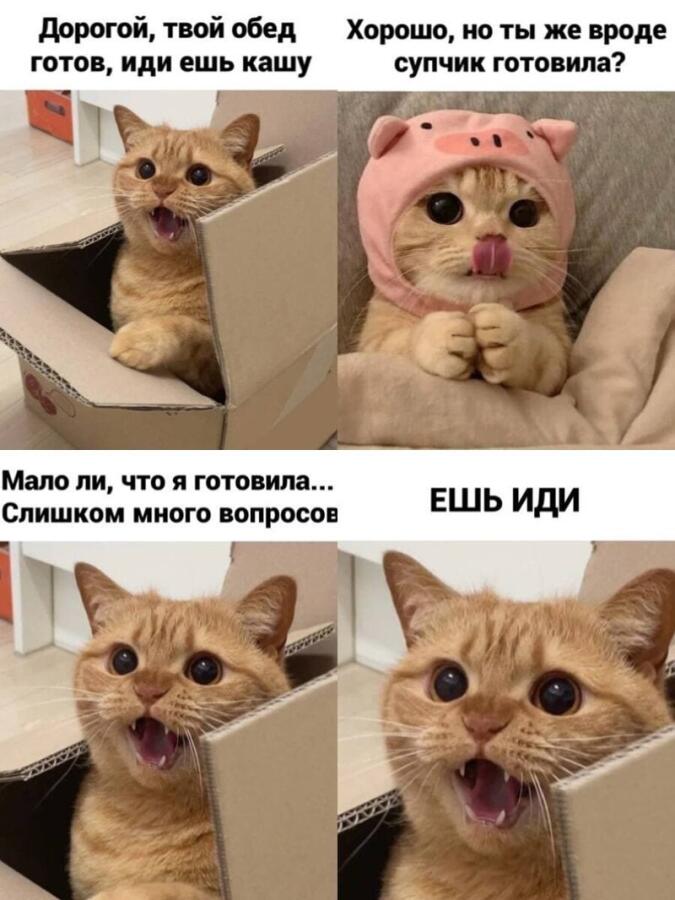 котики вперед