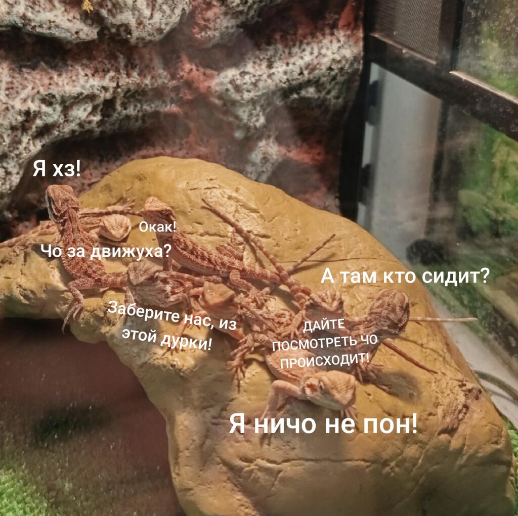 Мем от Debilka
