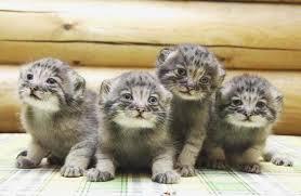 Кот-то: Какие животные твои любимые?
Я: Манулы, они очень милые.
Кто-то: Но они же опасные.
Я: А разве это делает