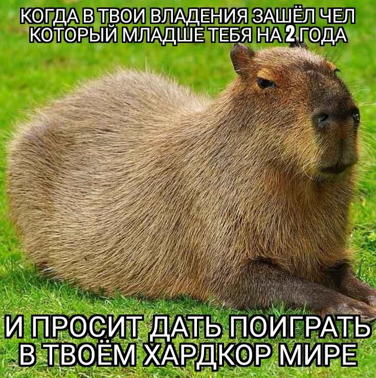 Мем от Atikin Bufo viridis