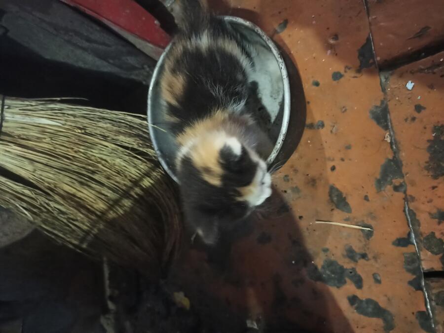 Просто кошка 😸😸😸