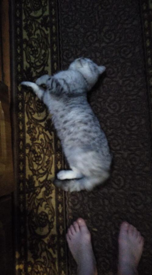 Мой кот 49% времени))