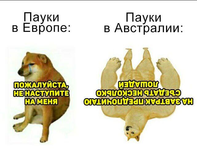 Тем временем пауки в майнкрафь сегодня я убил 50 игроков