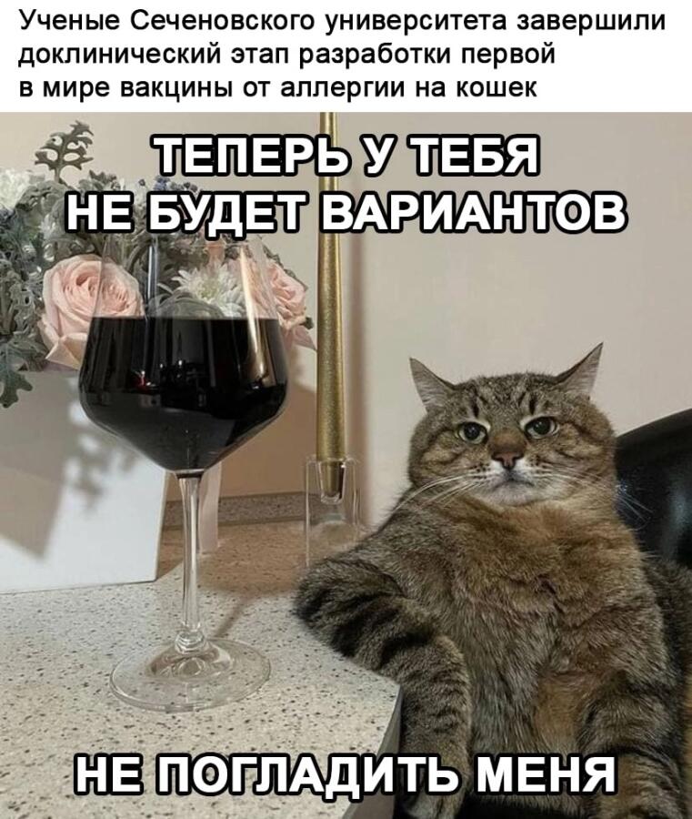 Котиков будут гладить все!
