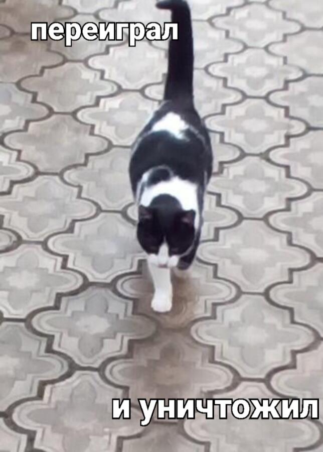 Я: пойду сделаю бутерброды с колбасой к чаю.
Кот который доел колбас...