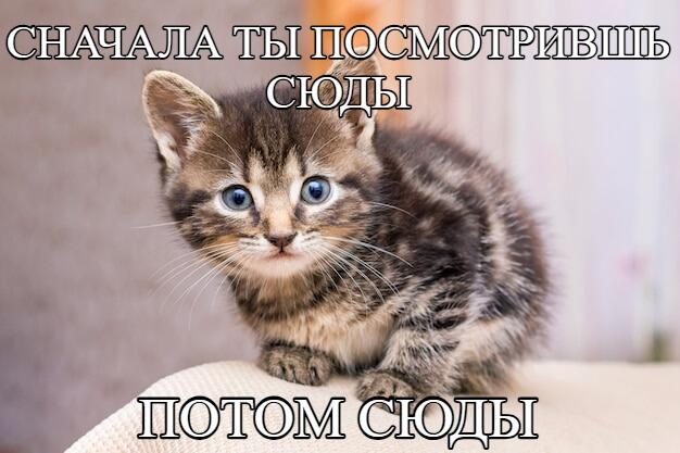 Мем от Mish0k [ПЛМ]
