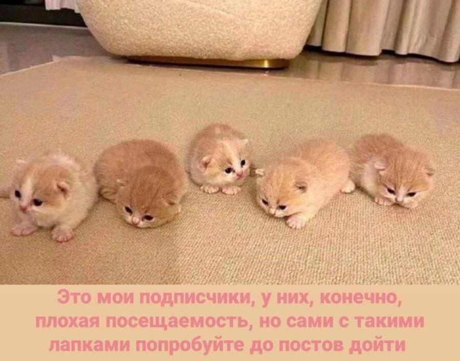Мем от NONAME_PAPOROTNIK