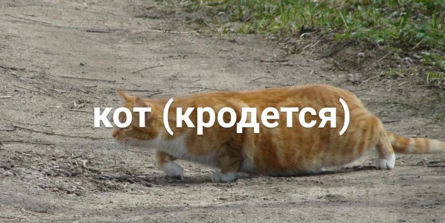 1 кродящийся кот
