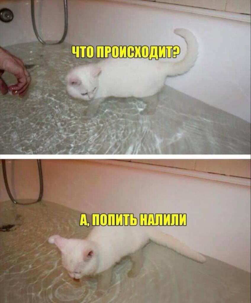 Белый кот стоит в наполненной водой ванне и пьет воду, хотя налили ее совсем немного