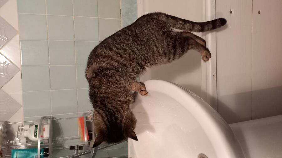 Только посмотрите как пьёт мой кот 🐱