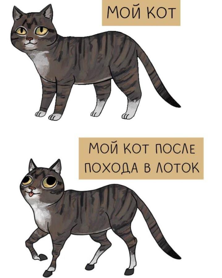 Мой кот:пока не пойду в лоток        
Когда пришёл после лотка: