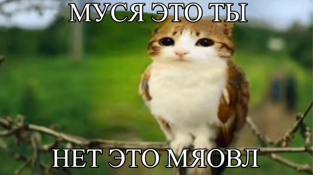 Муся это ты