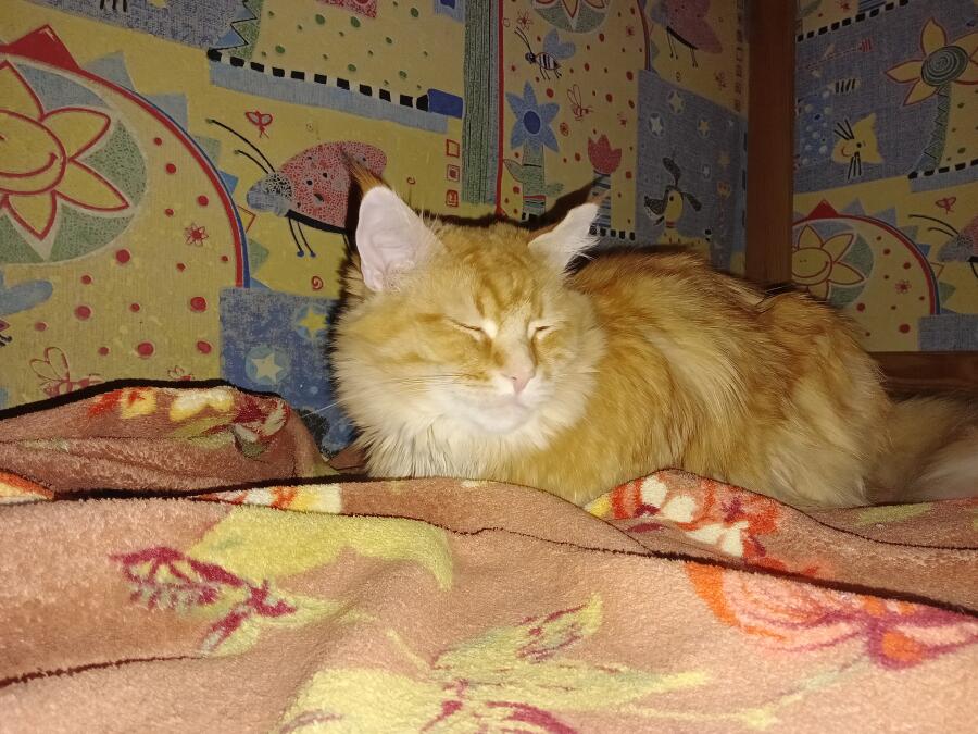 Я:иду к холодильнику 
Моя кошка: