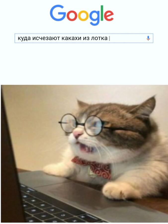 Если бы коты умели печатать: