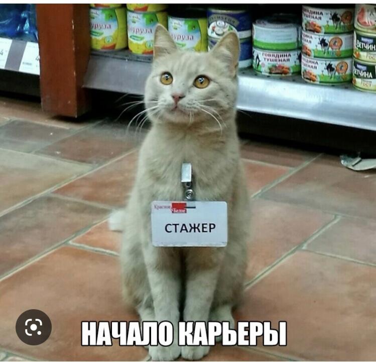 Удачи коту, поддержите котика лайком