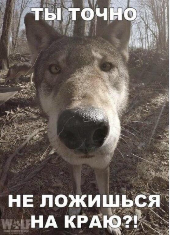 Когда в 5 лет спели песенку про волка, что тебе снится: