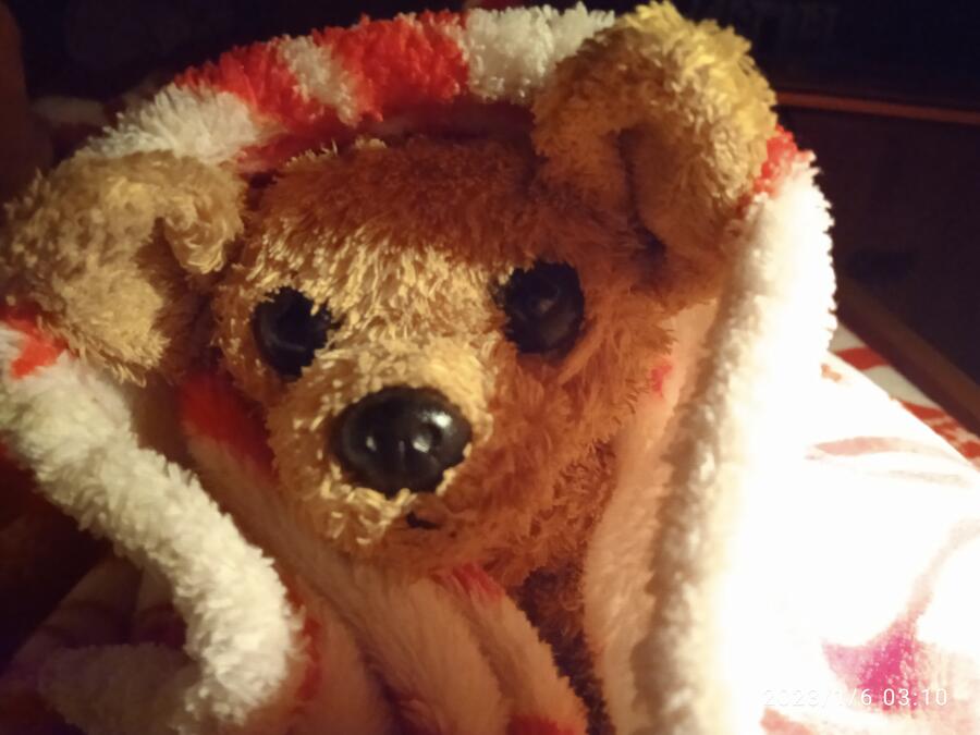 Пёсик в новогоднем пледике ʕ♡ᴥ♡ʔ