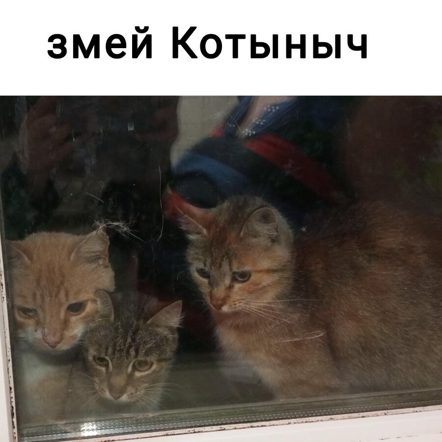 Мем от Liza