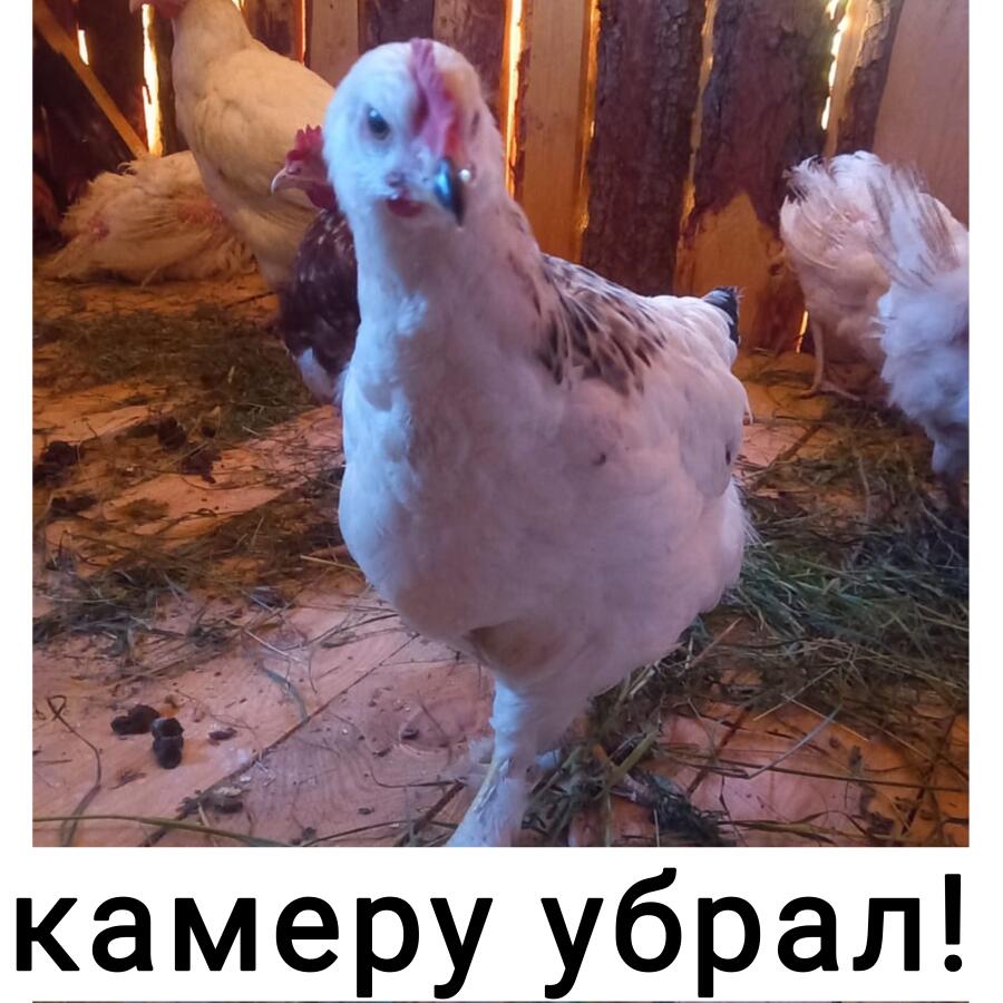 I`m always come back