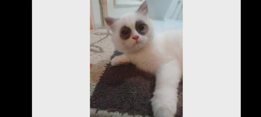Котопанда? Или же это пандокот?