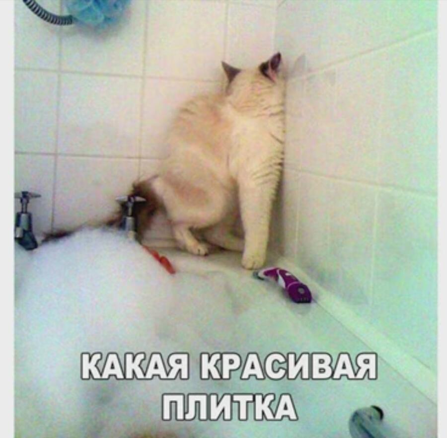 Котик и ванна