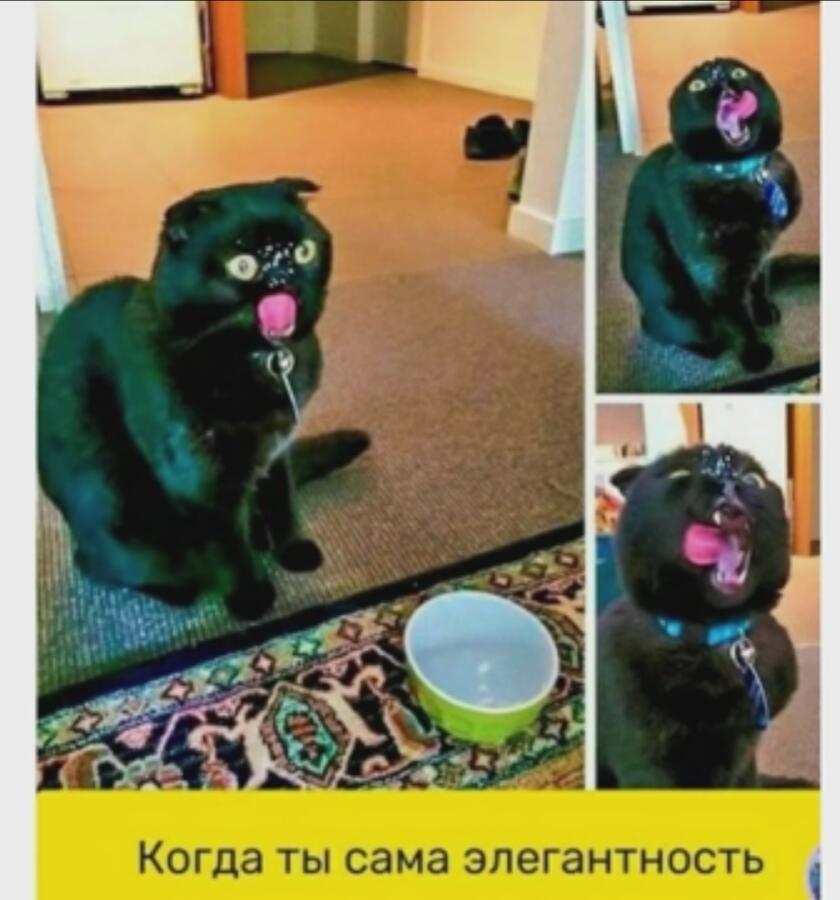 Милая чёрная кошечка😻