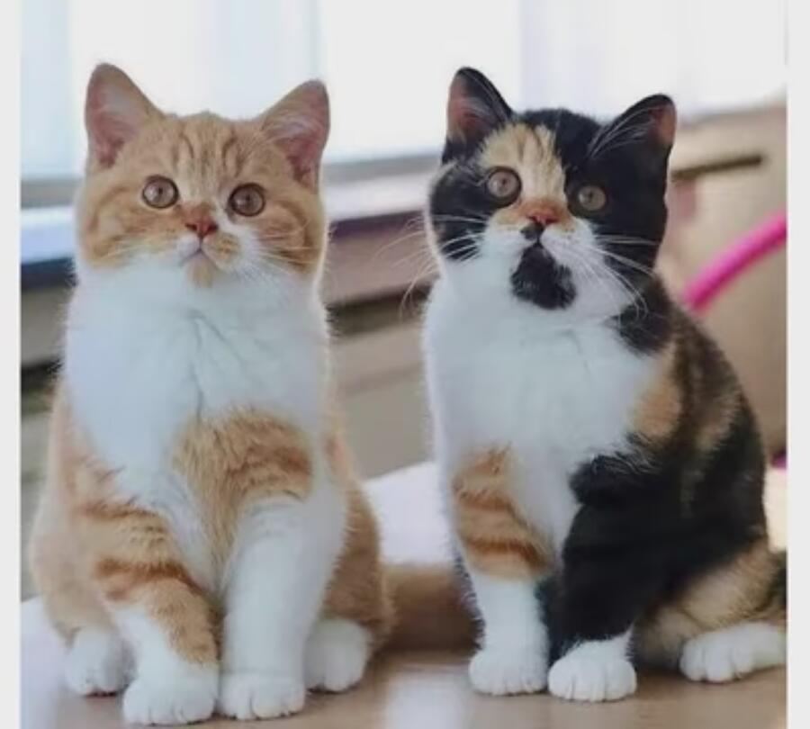 Две булочки😻правда одна немного подгорела, но она такая же милая🥰