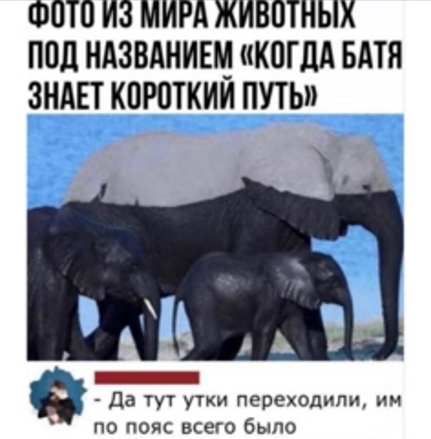 Ну да, бате-то как раз и по пояс было