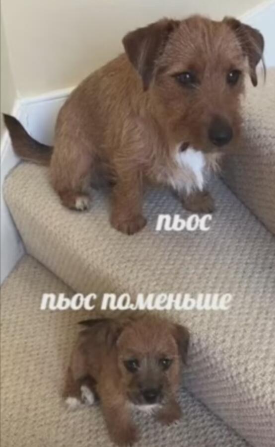 Мем от Lena