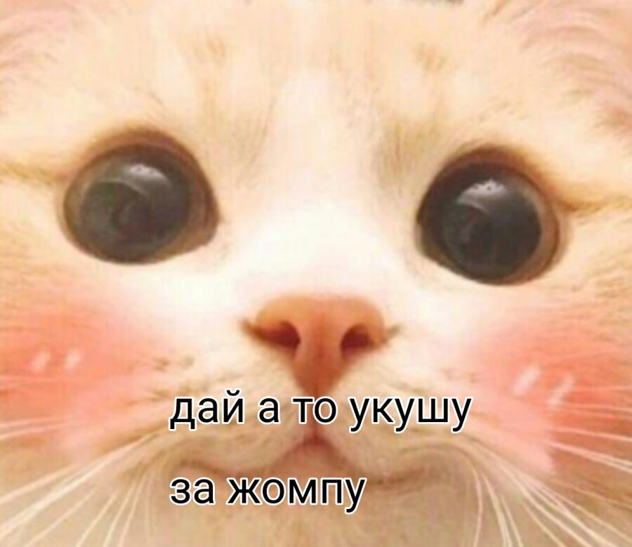 я: //насыпаю котам еду// 
коты: пофиг 
я: //кушаю// 
коты: