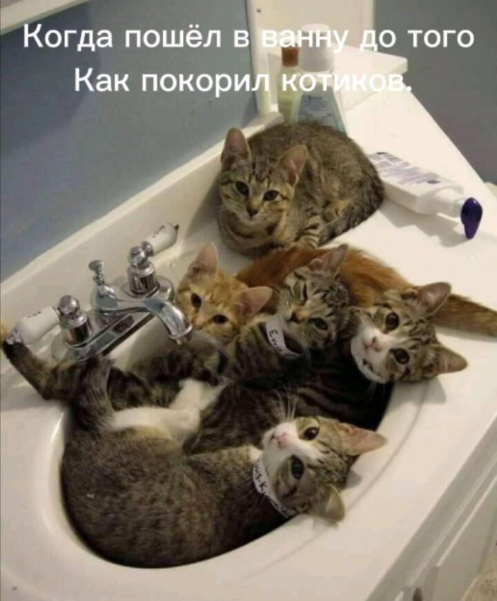 А если кончился корм, то умыться не получиться(