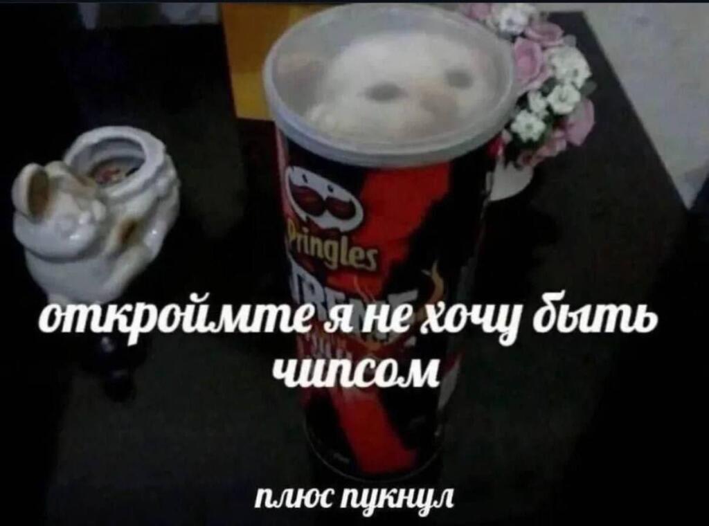 Белый кот прячется в тубусе Pringles и смотрит на камеру, текст: откройте, я не хочу быть чипсом