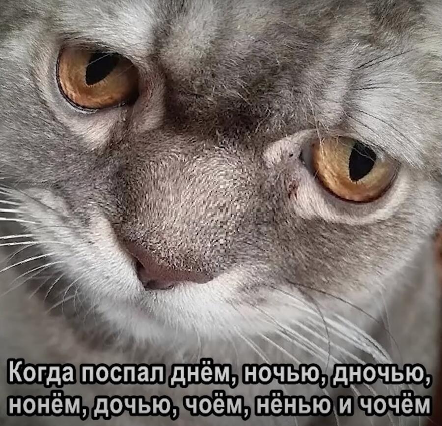 И всё равно не выспался! да шо за издевательство вселенной надо мною?!?!