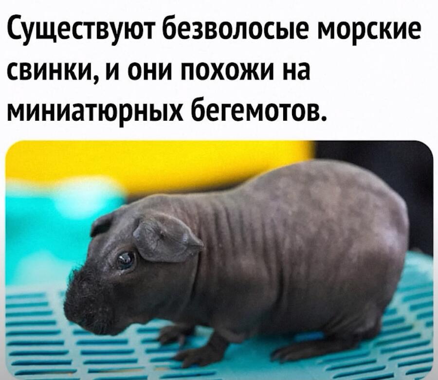 Это милота ^-^