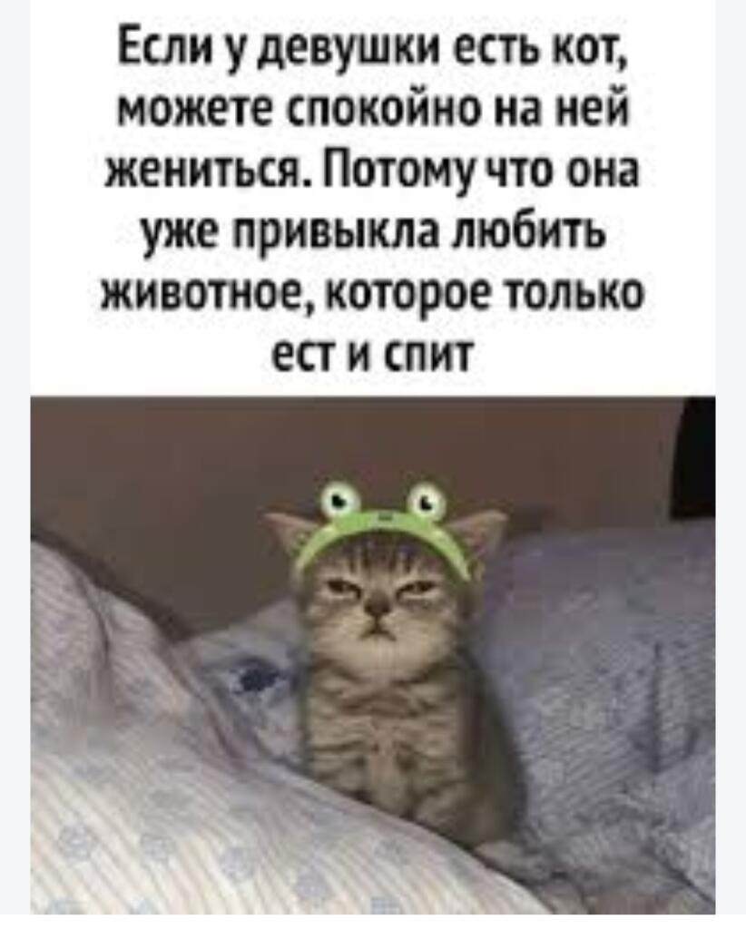 Полосатый кот в зеленой шапке-лягушке сидит на кровати с недовольным выражением морды
