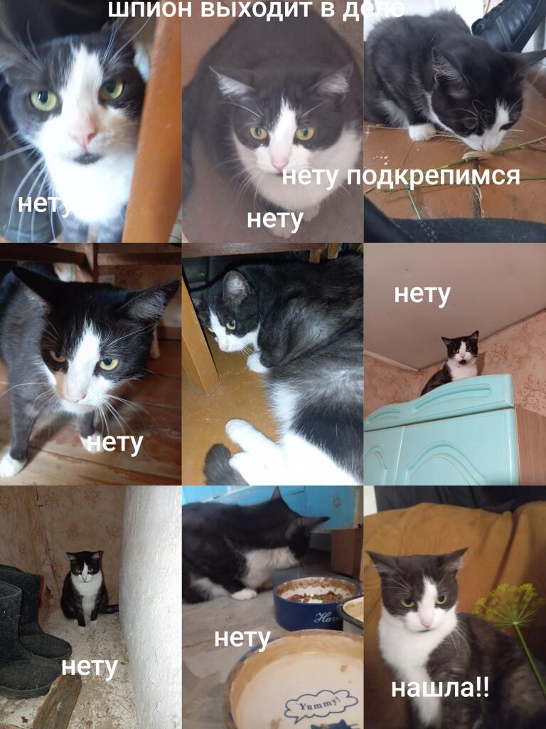 Коллаж из девяти фото черно-белого кота с надписями нету и шпион выходит в дело