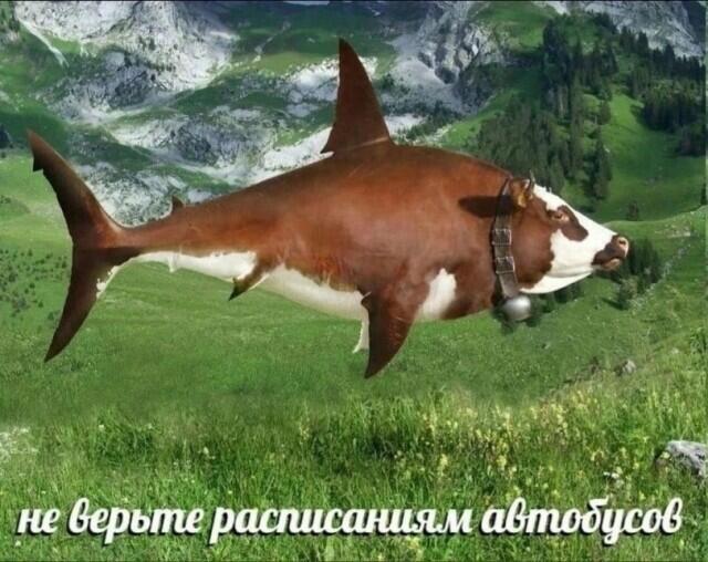 Я захожу на Пикабу за мемами . Также Пикабу :