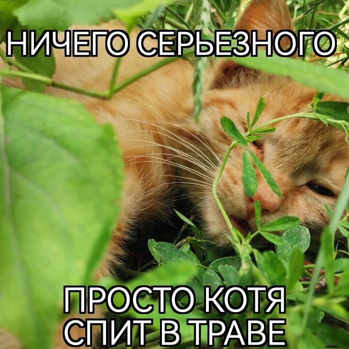 Мем от Ну_вопще_хз