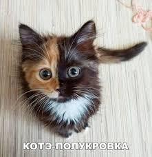 Мем от Великий Коть