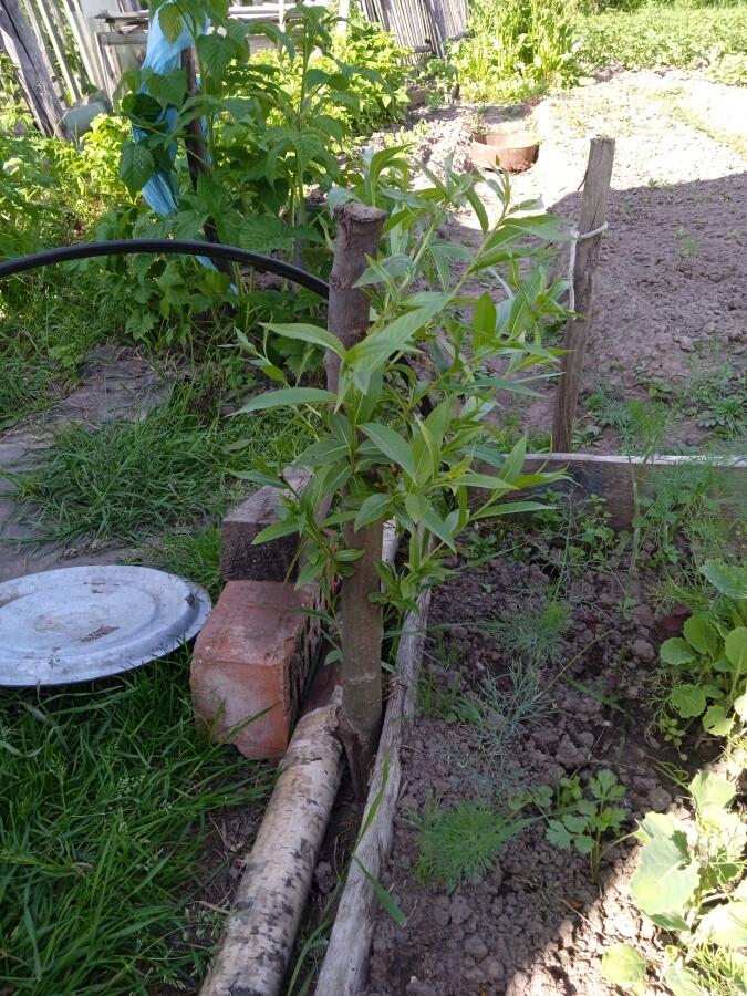 О том как из палки выросло дерево🤯 
  
Была значит палка, подставка под грядку. И со временем она начала прорастать. 