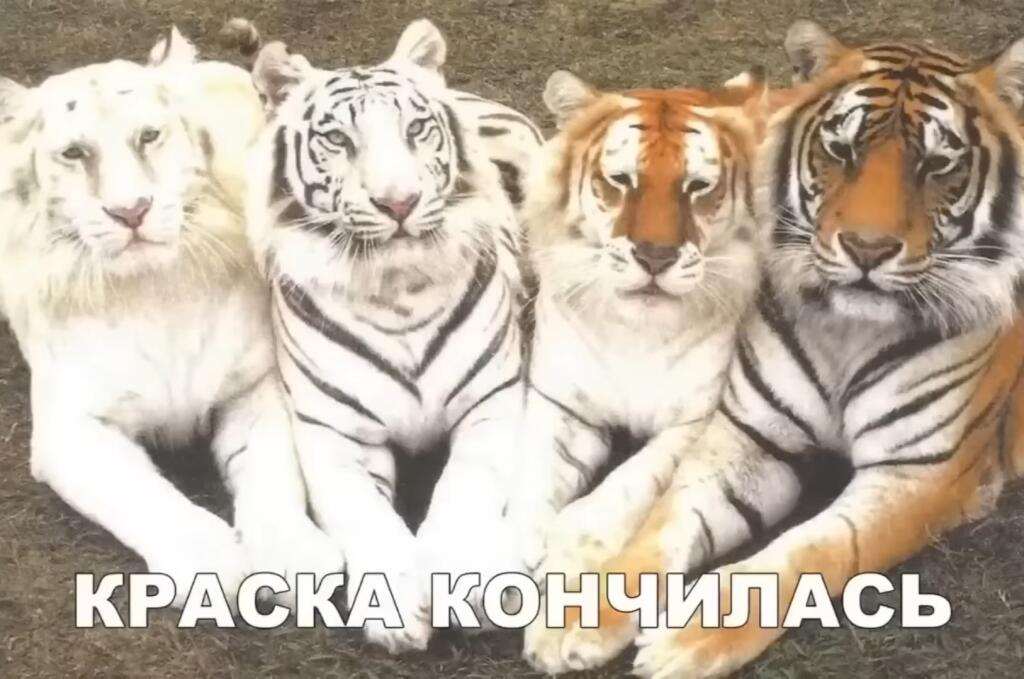 50 оттенка тигра