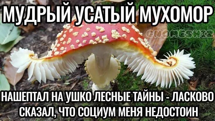 Мем от 🌸💥|цвяточный ад {ПЛМ}