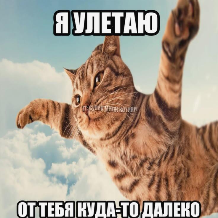 Полосатый кот летит в облаках с поднятыми лапами, надпись: я улетаю от тебя куда-то далеко