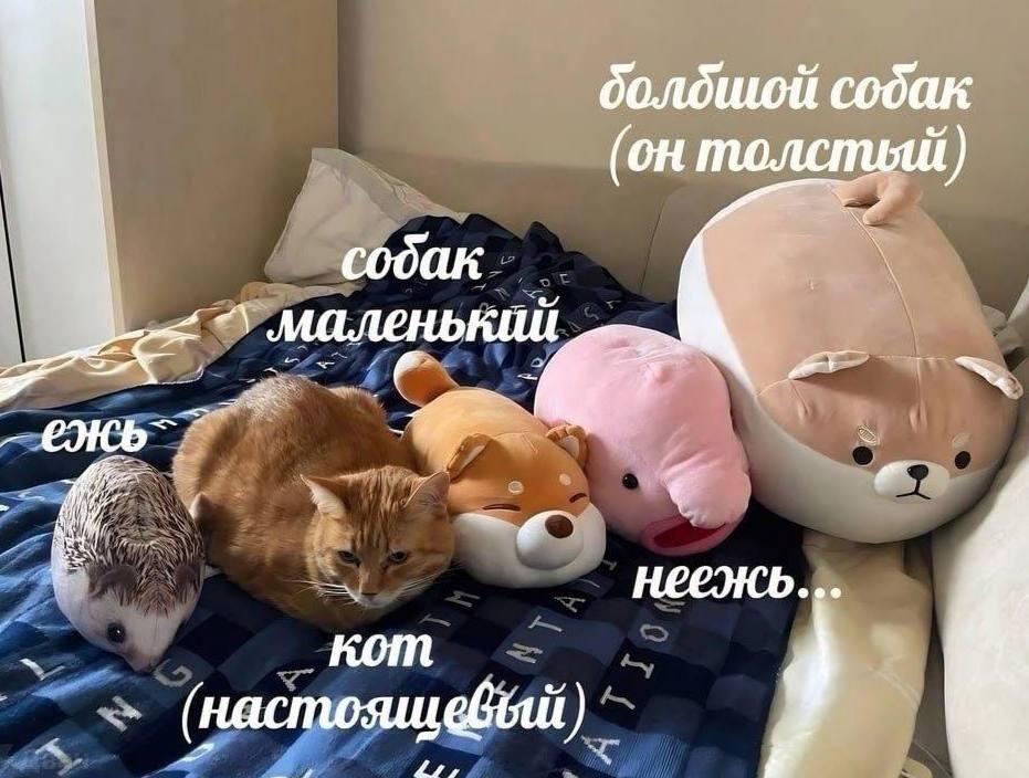 Мем без подписи