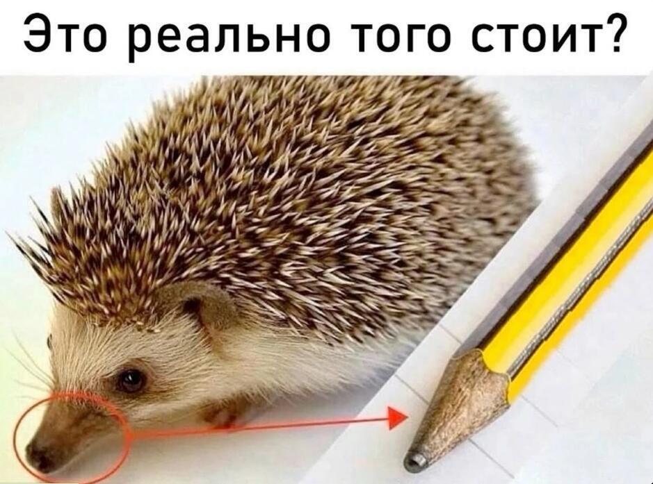 Еж смотрит на грифель карандаша, надпись Это реально того стоит