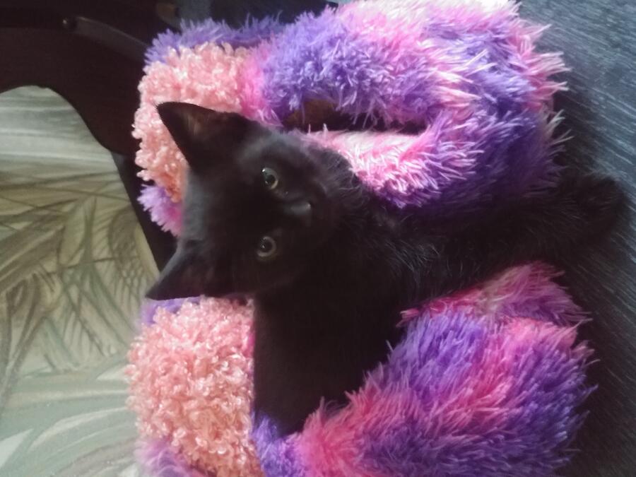 Котек. Это просто котек. Завидуйте его красоте.