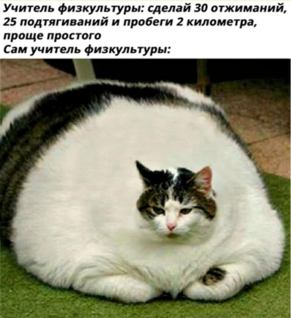 Очень толстый полосатый кот сидит на траве и смотрит в камеру