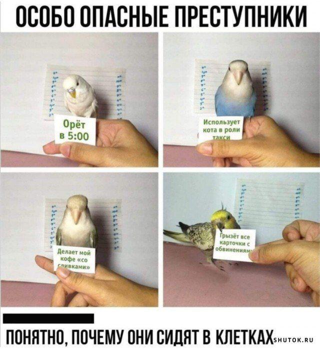 Мем без подписи